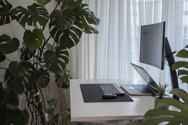家里有一个带笔记本电脑的工作空间 简约主义内部与室内植物 自由职业的工作 学习时间 远程学习 — 图库照片