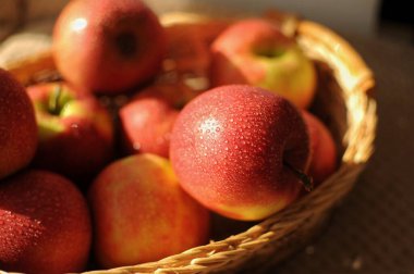 Elmalar hasat sepetinde toplanıyor. İçinde bir sürü olgun kırmızı meyve ve su damlaları var. Yıkanmış elmalar