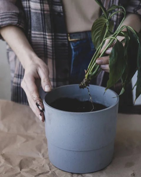 Young woman is transplanting a peace lily new sprout into a new pot — Stock Photo, Image