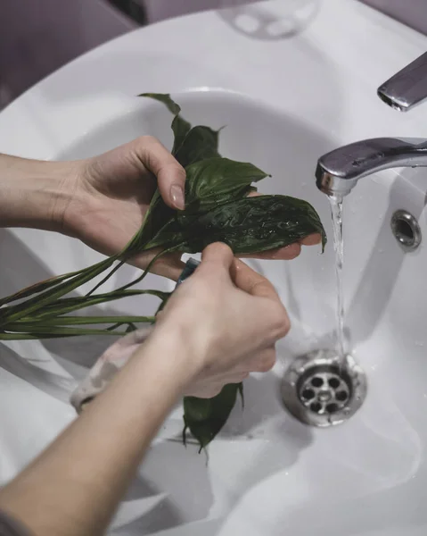 Mujer es planta de limpieza de insectos bajo grifo — Foto de Stock