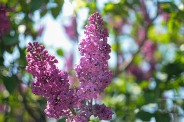Ağaçtaki leylak çiçekleri. Bulanık arkaplan.