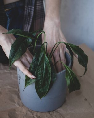 Genç bir kadın baharda yeni bir saksıya ev bitkisi dikiyor.