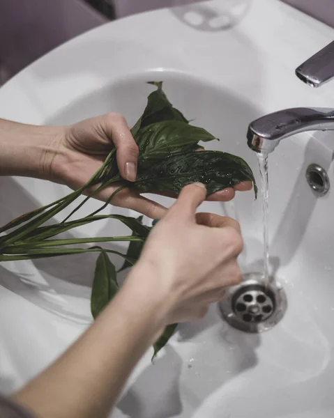 Femme Nettoie Les Plantes Des Insectes Sous Robinet — Photo