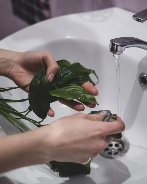 Γυναίκα Καθαρίζει Φυτά Από Έντομα Κάτω Από Βρύση — Φωτογραφία Αρχείου