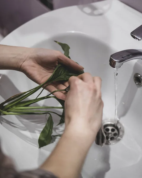 Kadın musluk altındaki böcekleri bitkilerden temizliyor. — Stok fotoğraf