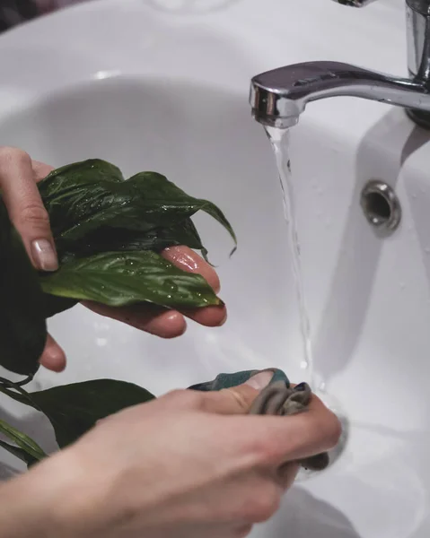 Woman is cleaning plant from insects under tap — Stock Photo, Image