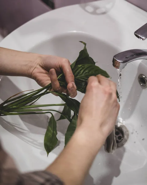 Woman is cleaning plant from insects under tap — Stock Photo, Image