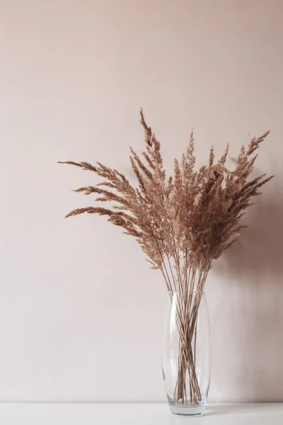 Száraz Bézs Nád Vagy Széna Virágok Üvegvázában Fehér Fényű Háttérrel — Stock Fotó