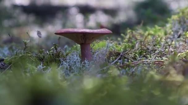 Russula Mushroom Sunny Day Beautiful Close View — Vídeos de Stock