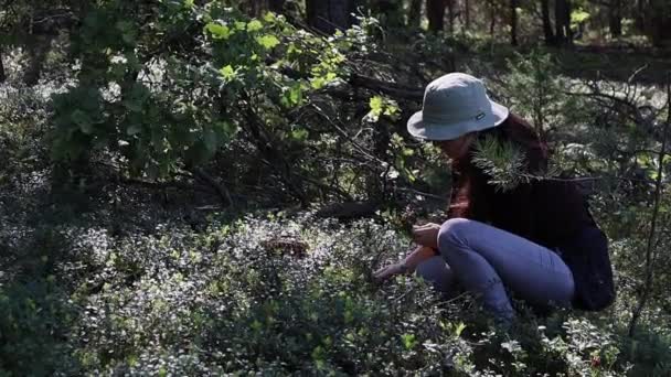 Junge Frau mit Hut sammelt Preiselbeeren im Wald — Stockvideo