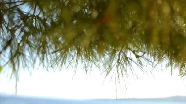 Blick auf das Meer von der Kiefer. Tropische Strandlandschaft — Stockvideo