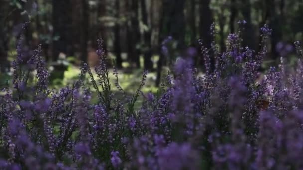 Gros plan de l'herbe de bruyère dans la forêt — Video