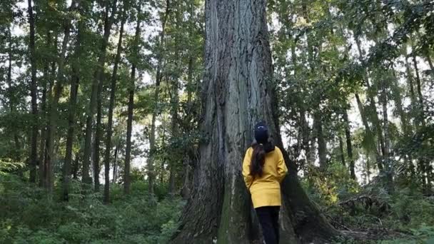 Young Woman Yellow Raincoat Looking Big Tall Poplar Tree — стоковое видео