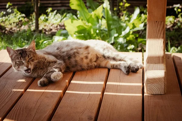 Şirin kahverengi kedi, dışarıdaki ahşap zeminde yatıp kendini yalıyor..
