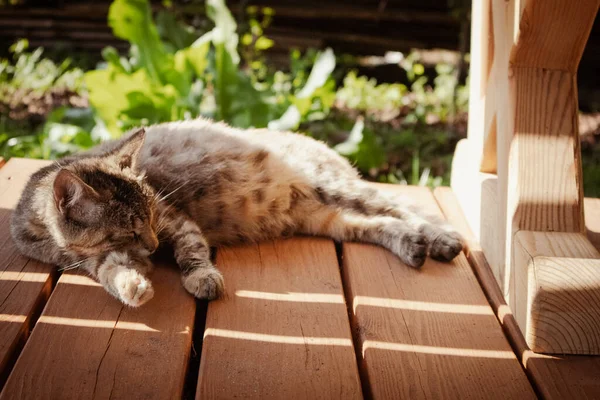 Gato Marrom Bonito Dormindo Chão Madeira Fora — Fotografia de Stock