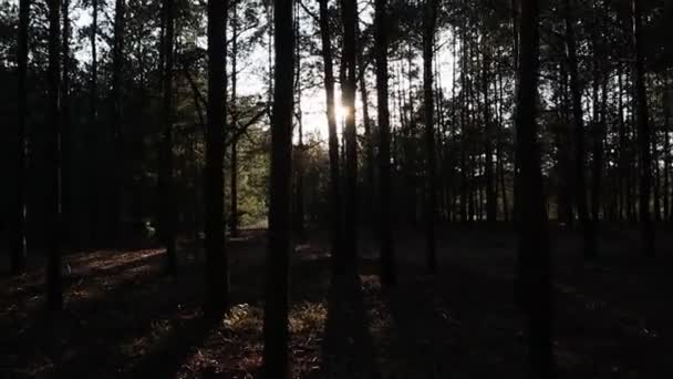 Pohon Hutan Berjalan Bersama Dengan Pohon Pohon Hari Yang Cerah — Stok Video