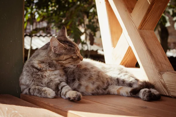 Egy Aranyos Anya Macska Nyalogatja Magát Egy Napsütéses Napon — Stock Fotó