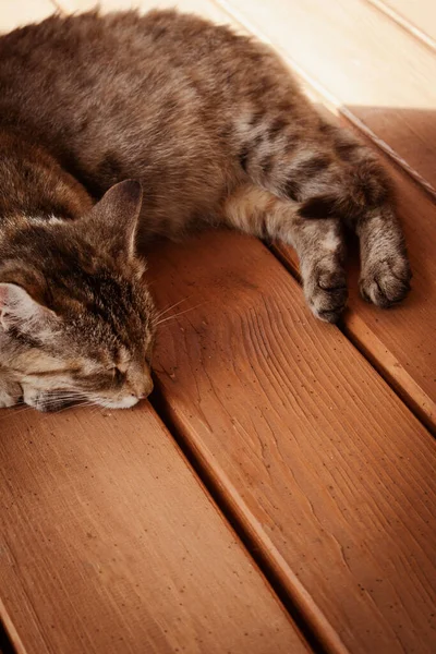 可爱的棕色猫睡在外面的木地板上 — 图库照片