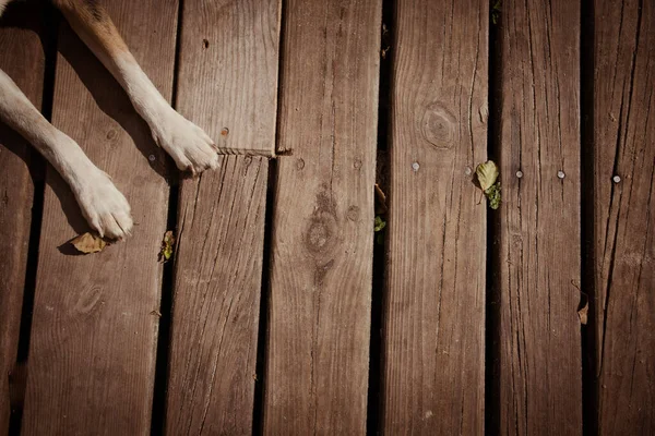 Närbild Tamhund Tassar Ligger Ett Trägolv Utsikt Ovanifrån — Stockfoto