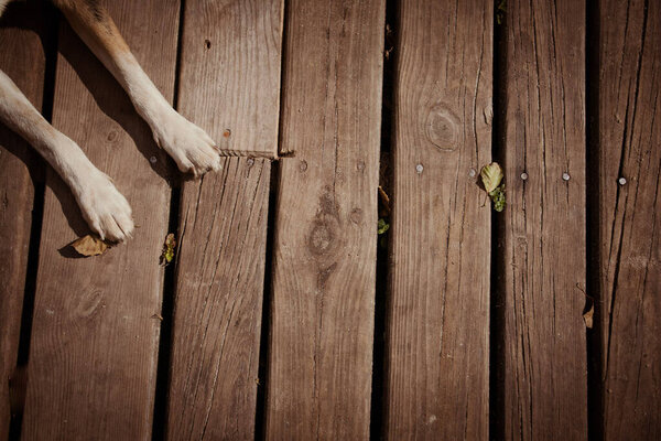 Close-up of a domestic dog paws lying on a wooden floor. View from above.