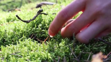 Genç bir kadın bıçakla kesiyor güneşli ormandaki yosunlarda yenebilir bir mantar.