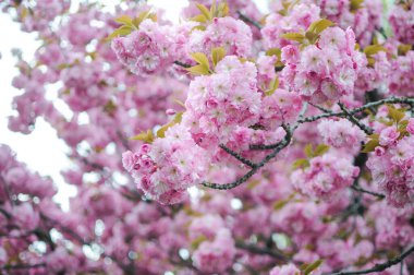 Bahar mevsiminde güzel pembe bir sakura çiçeği