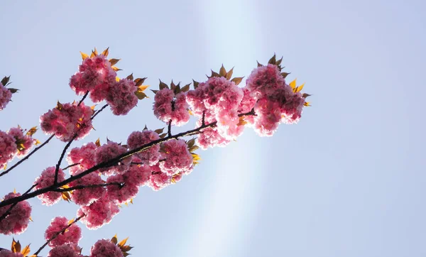 在蓝天阳光灿烂的日子里 一朵美丽的粉红色樱花枝条 — 图库照片