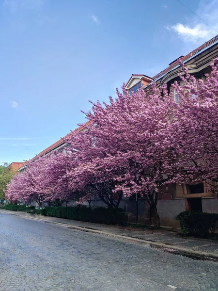Uzhorod, Ukrayna 'da Sakura çiçekleriyle dolu bir sokak.