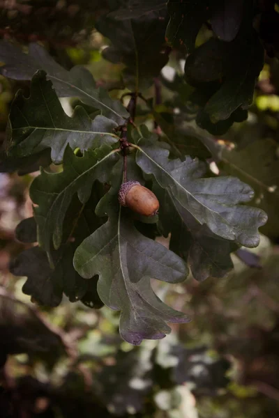 Ripe Acorn Oak Tree — Fotografia de Stock