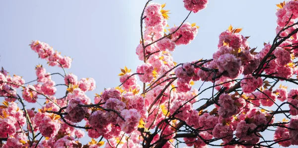 Beautiful Pink Sakura Blossom Sunny Day Blue Sky — Photo