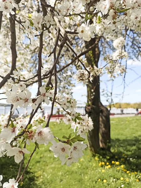 Beautiful Apple Trees Blossom Springtime Lake — Photo