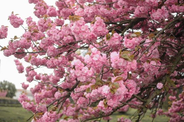 Beautiful Pink Sakura Blossom Springtime — Photo