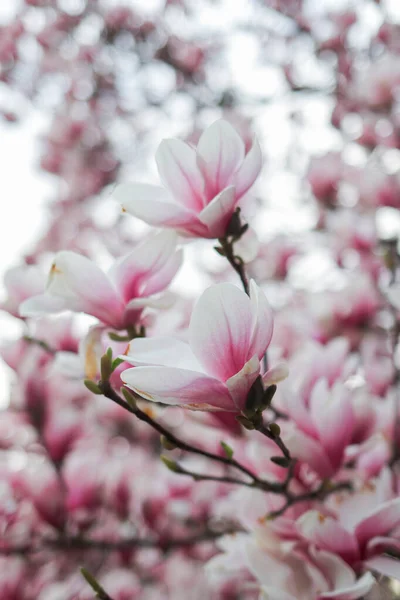 Beaux Magnolias Roses Fleurissent Printemps Profondeur Des Fleurs Des Champs — Photo