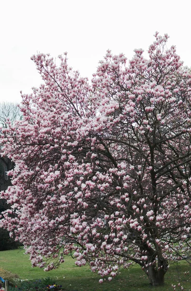 Όμορφα Ροζ Δέντρα Μανόλια Ανθίζουν Την Άνοιξη — Φωτογραφία Αρχείου