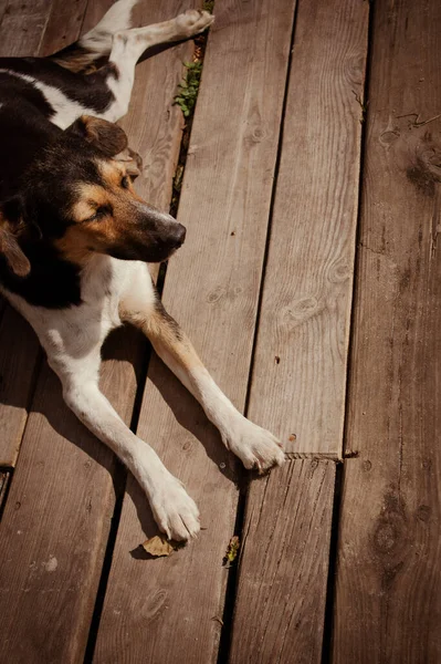 Brown Domestic Dog Lying Wooden Floor View —  Fotos de Stock