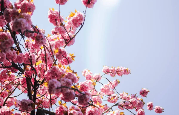 Ένα Όμορφο Ροζ Άνθος Σακούρα Ηλιόλουστη Μέρα Στον Γαλάζιο Ουρανό — Φωτογραφία Αρχείου