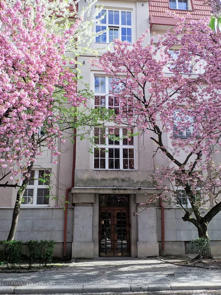 Sakura Árboles Flores Cerca Del Hermoso Edificio Arquitectónico — Foto de Stock