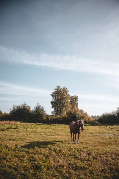 Vacker Brun Häst Betar Fältet Sommardag — Stockfoto