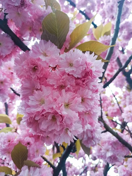 Een Prachtige Roze Sakura Bloesem Lente — Stockfoto