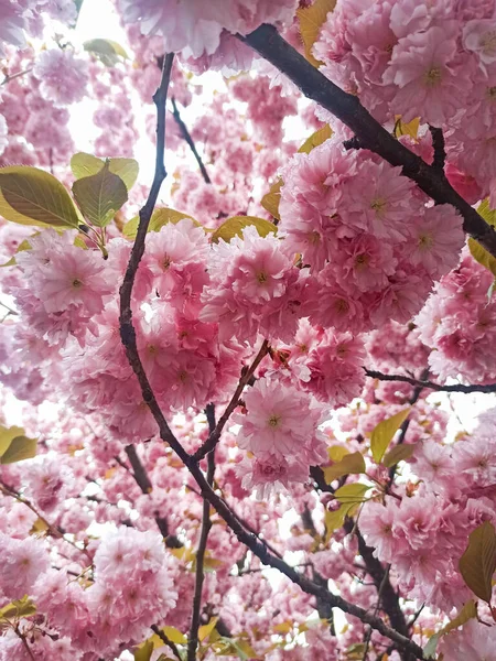 Beautiful Pink Sakura Blossom Springtime — Photo