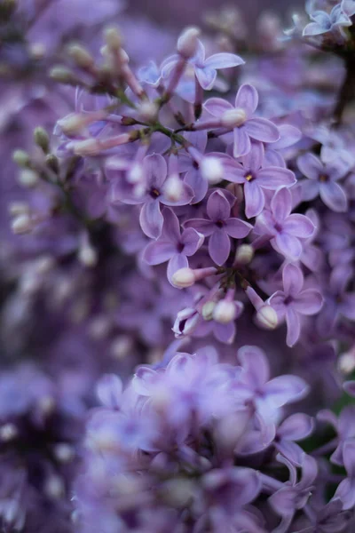 Прекрасные Фиолетовые Сиреневые Цветы Расцветают Весной — стоковое фото