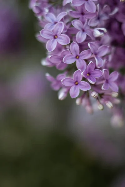 Hermosas Flores Color Lila Púrpura Florecen Primavera — Foto de Stock