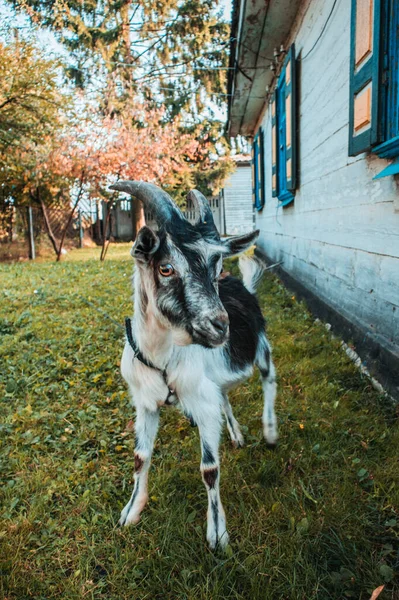 A little goat with horns is standing near the old house in the village.