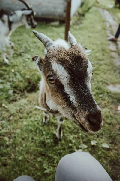 Uma Cabra Com Chifres Pede Comida Engraçado Bonito Fazenda Animal — Fotografia de Stock