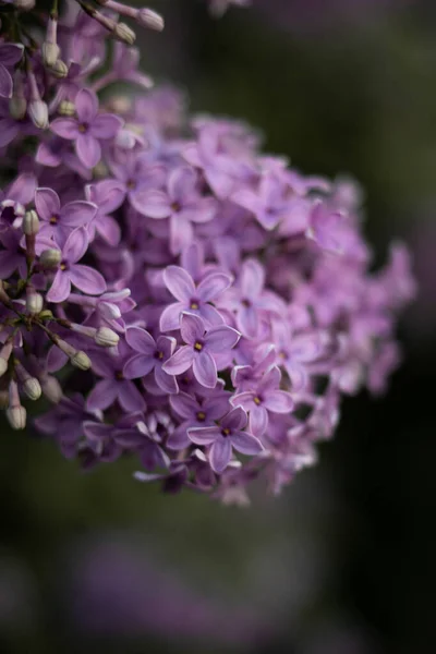 Beautiful Purple Lilac Flowers Blossom Springtime — стоковое фото