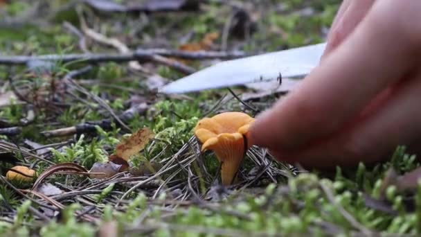 Young woman cutting with knife small edible cantharellus mushroom in moss — Stockvideo