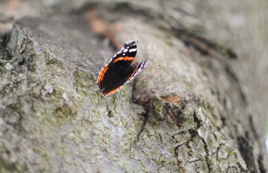 Vanessa atalanta kelebeği ağaçta oturmuş açık kanatları ile 