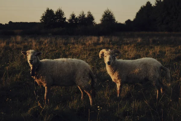 Una Coppia Carina Pecore Ariete Pascolo Nel Campo Durante Tramonto — Foto Stock