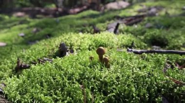 Güneşli bir günde yenilemez mantar. Güzel yakın çekim manzarası. 