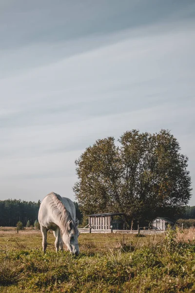 Bellissimo Cavallo Bianco Pascolo Sul Campo Una Giornata Estiva — Foto Stock